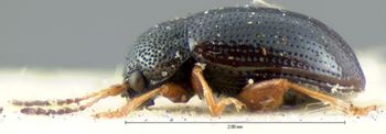 Media type: image; Entomology 18572   Aspect: habitus lateral view